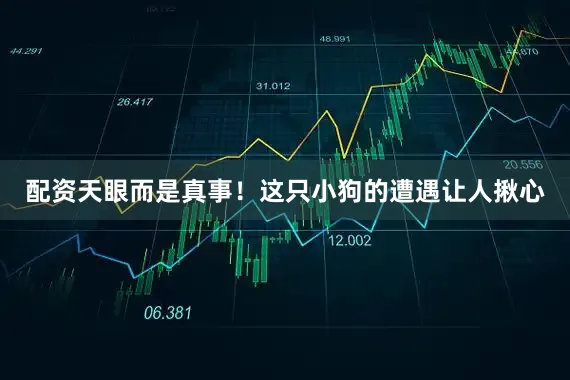 配资天眼而是真事！这只小狗的遭遇让人揪心